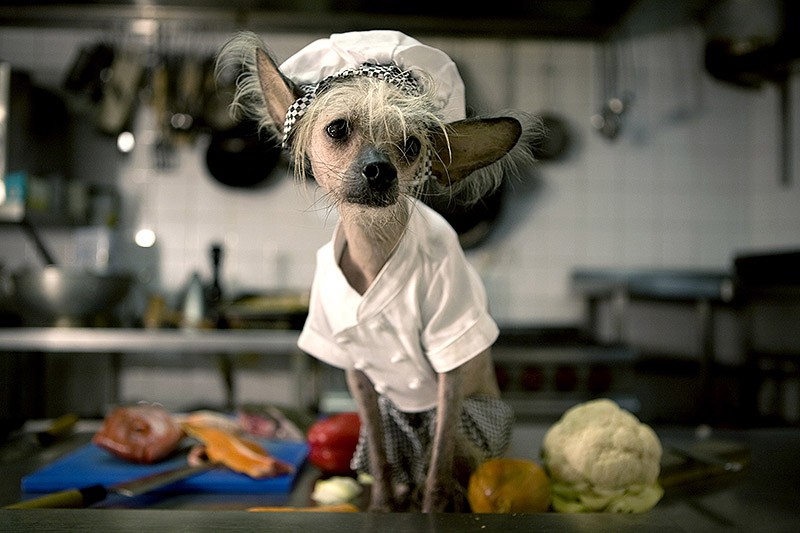 Ирина Вернинг, чини, китайская хохлатая, фотопроект 