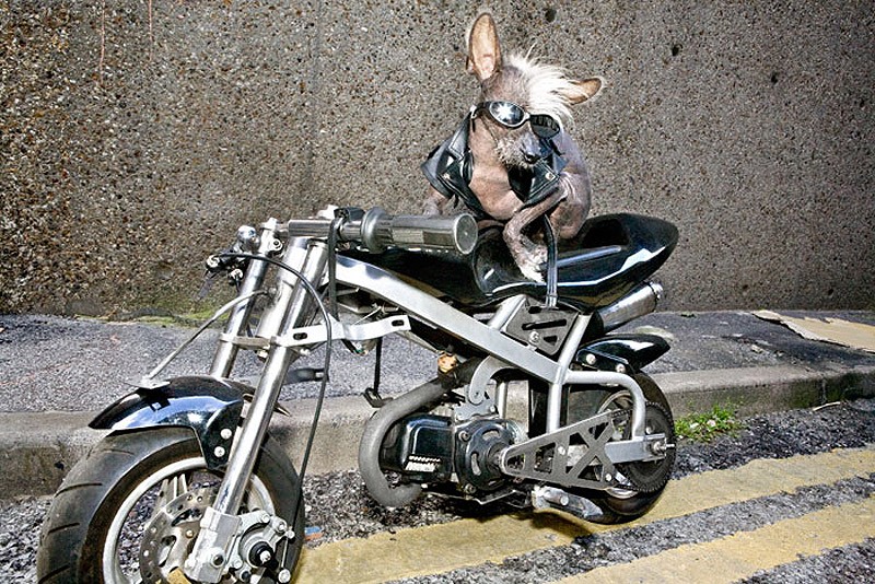 Ирина Вернинг, чини, китайская хохлатая, фотопроект 