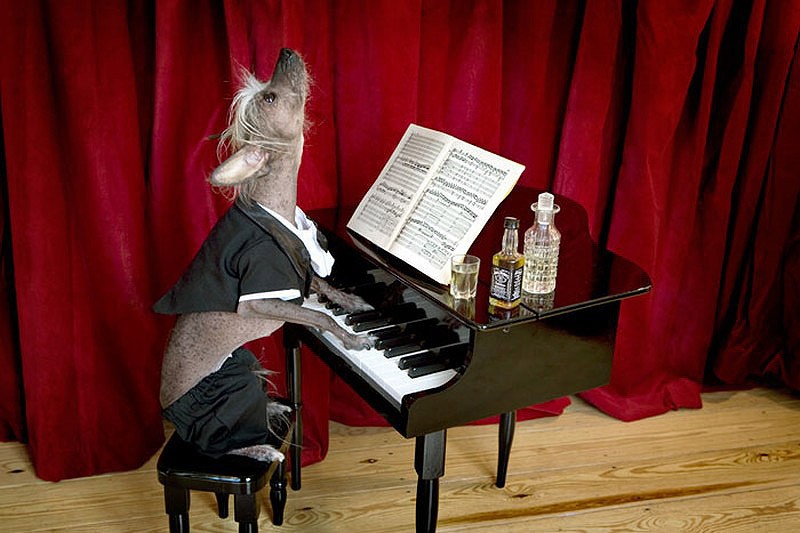 Ирина Вернинг, чини, китайская хохлатая, фотопроект 