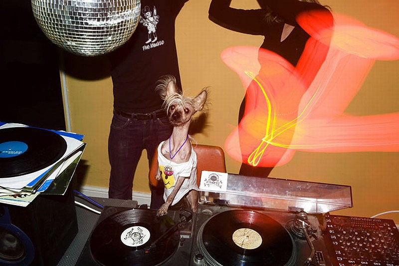 Ирина Вернинг, чини, китайская хохлатая, фотопроект 