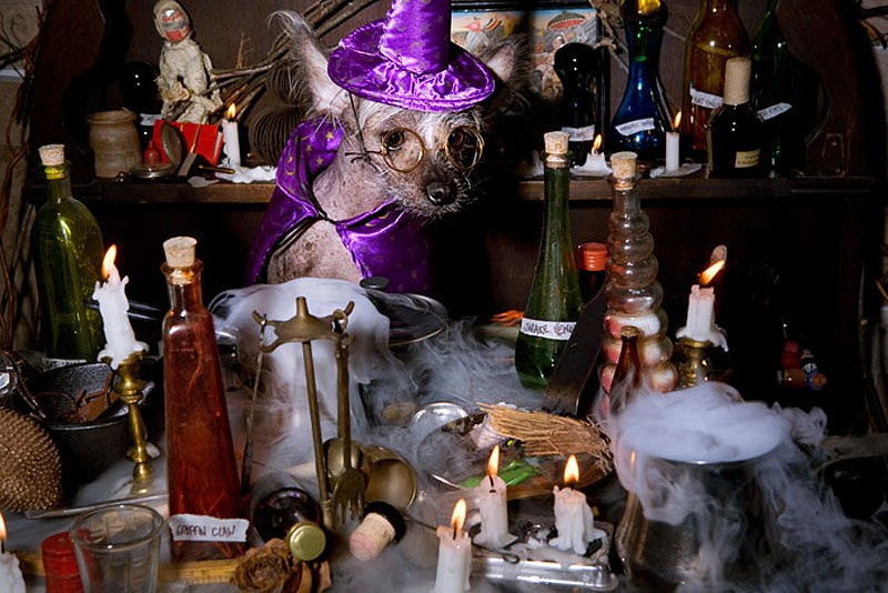 Ирина Вернинг, чини, китайская хохлатая, фотопроект 