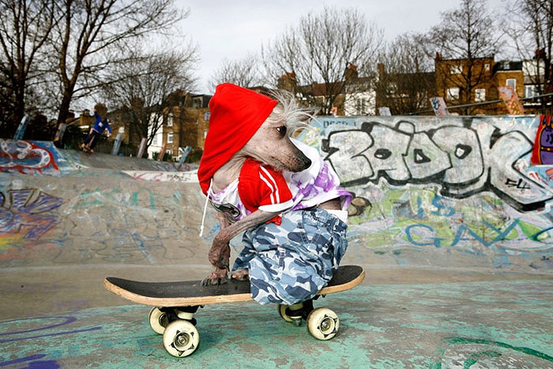 Ирина Вернинг, чини, китайская хохлатая, фотопроект 