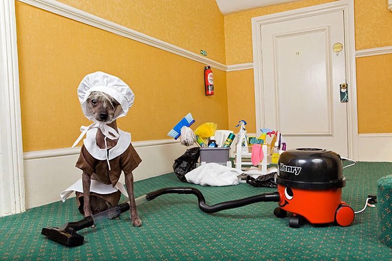 Ирина Вернинг, чини, китайская хохлатая, фотопроект 