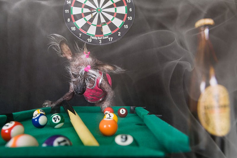 Ирина Вернинг, чини, китайская хохлатая, фотопроект 