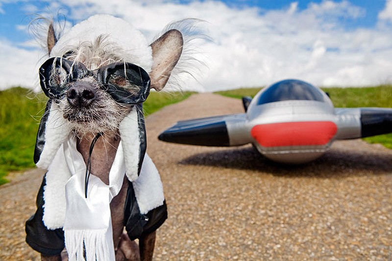 Ирина Вернинг, чини, китайская хохлатая, фотопроект 