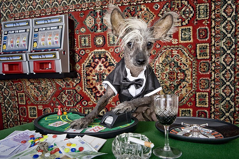 Ирина Вернинг, чини, китайская хохлатая, фотопроект 