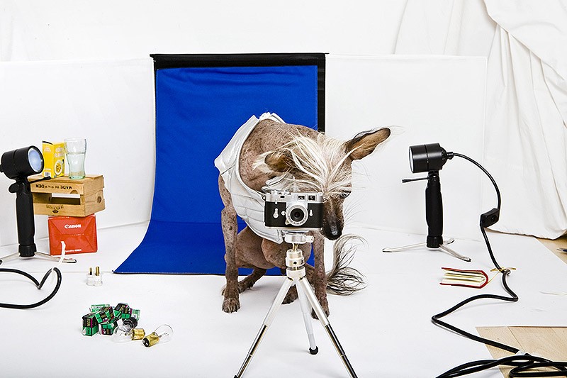 Ирина Вернинг, чини, китайская хохлатая, фотопроект 