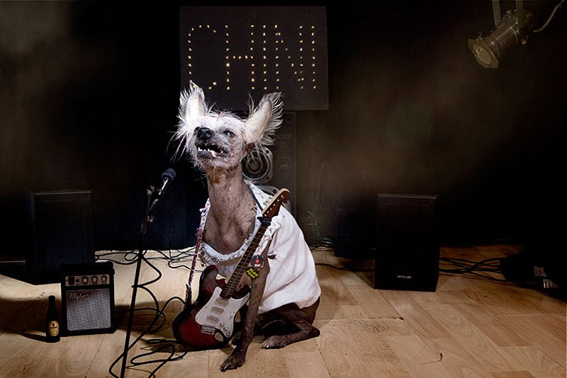 Ирина Вернинг, чини, китайская хохлатая, фотопроект 