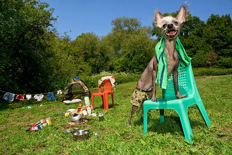 Ирина Вернинг, чини, китайская хохлатая, фотопроект 