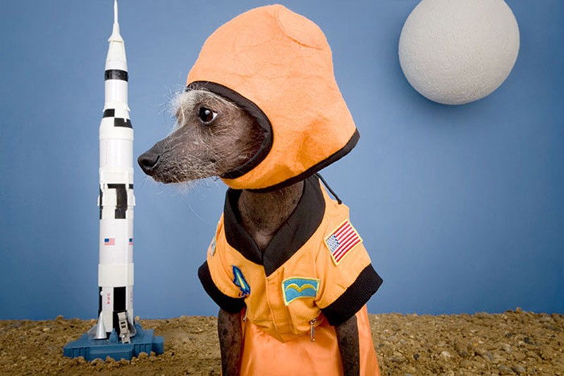 Ирина Вернинг, чини, китайская хохлатая, фотопроект 