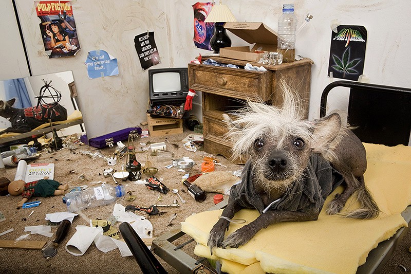 Ирина Вернинг, чини, китайская хохлатая, фотопроект 