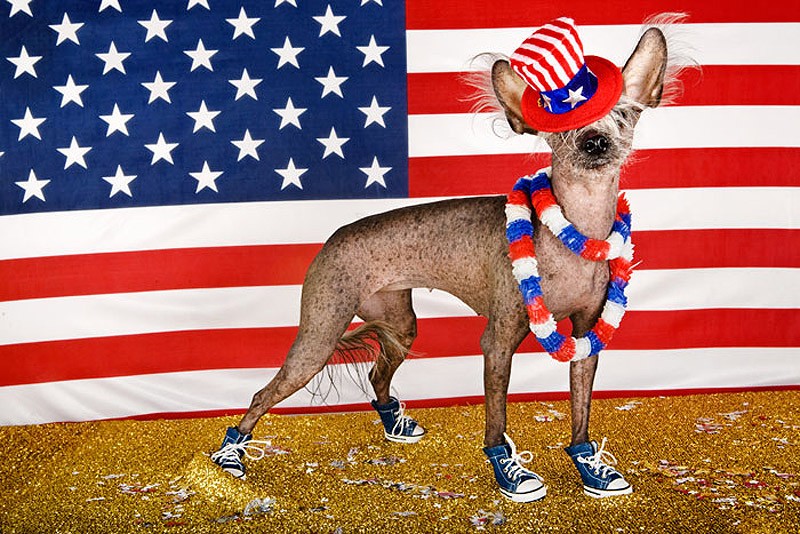 Ирина Вернинг, чини, китайская хохлатая, фотопроект 