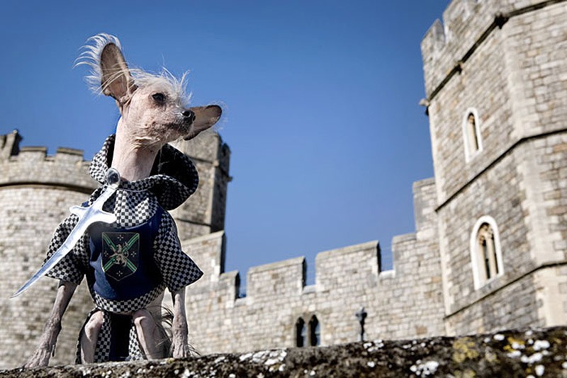 Ирина Вернинг, чини, китайская хохлатая, фотопроект 