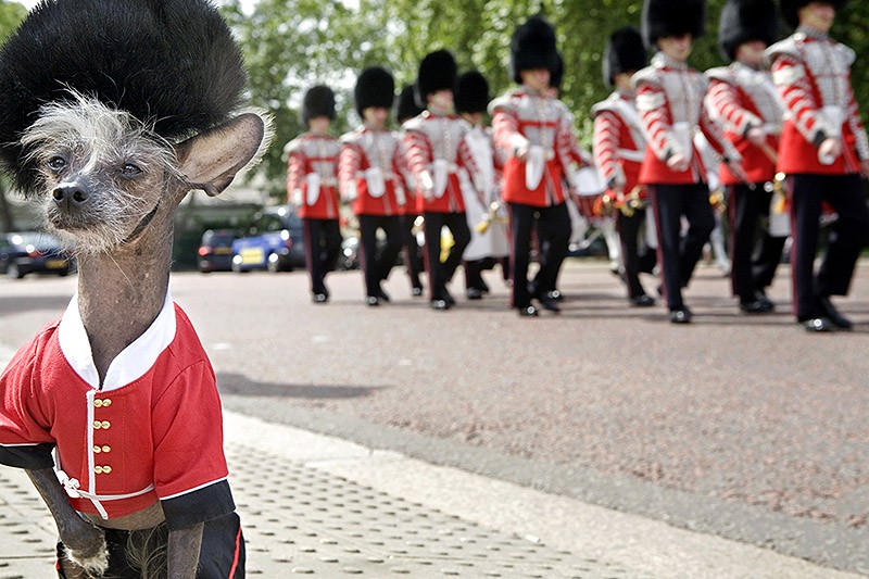 Ирина Вернинг, чини, китайская хохлатая, фотопроект 