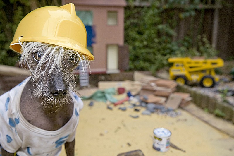 Ирина Вернинг, чини, китайская хохлатая, фотопроект 