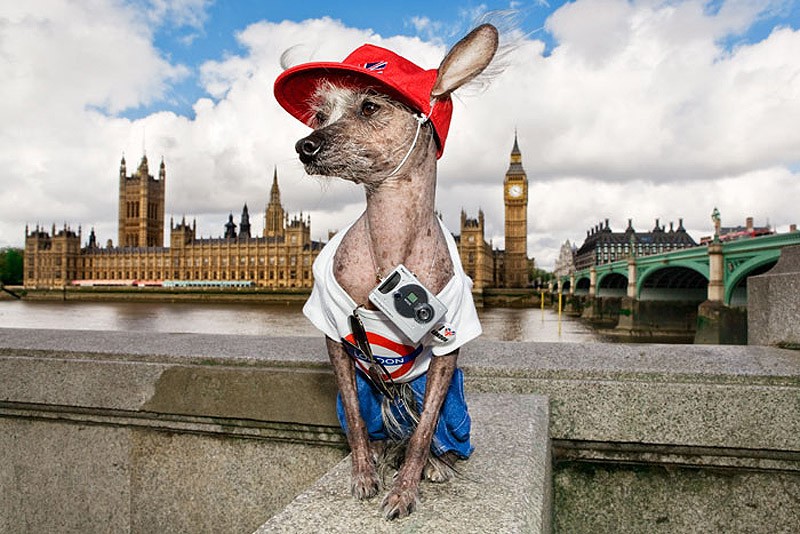 Ирина Вернинг, чини, китайская хохлатая, фотопроект 