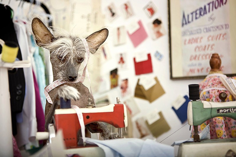 Ирина Вернинг, чини, китайская хохлатая, фотопроект 