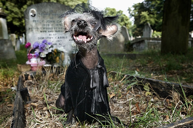 Ирина Вернинг, чини, китайская хохлатая, фотопроект 