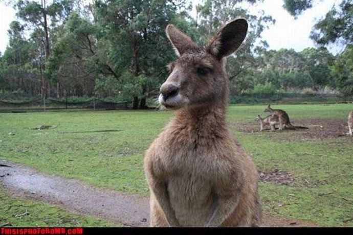 Смешное, задний план, испорченные фотографии, подборка