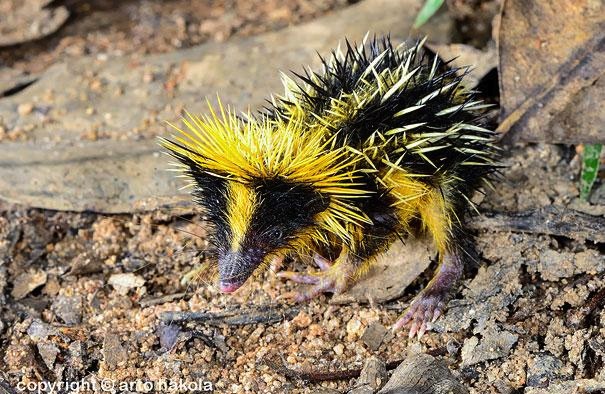 Странные, редкие, животные, о которых вы не знали, морская свинья, окапи, муравей-панда, изопод, рыба-попугай