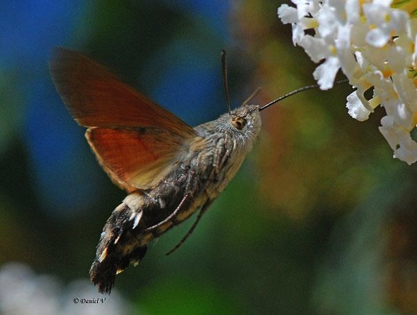 Странные, редкие, животные, о которых вы не знали, морская свинья, окапи, муравей-панда, изопод, рыба-попугай