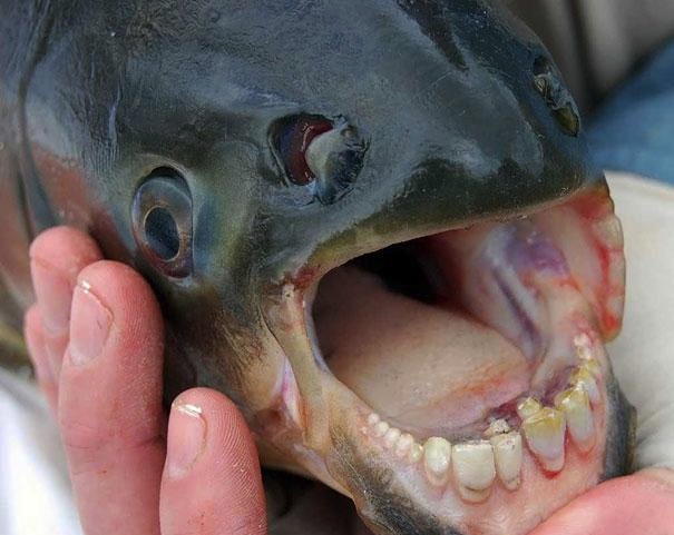 Странные, редкие, животные, о которых вы не знали, морская свинья, окапи, муравей-панда, изопод, рыба-попугай