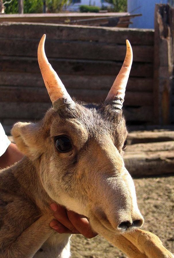 Странные, редкие, животные, о которых вы не знали, морская свинья, окапи, муравей-панда, изопод, рыба-попугай