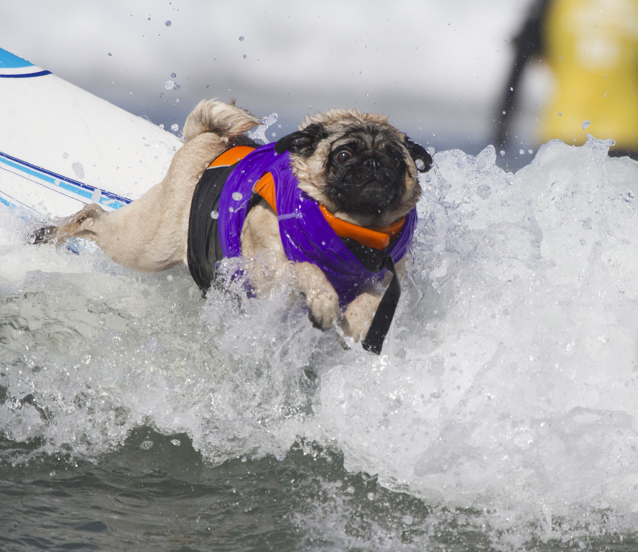Собаки, сёрферы 2013, Surf Dog Surf-A-Thon, серфинг