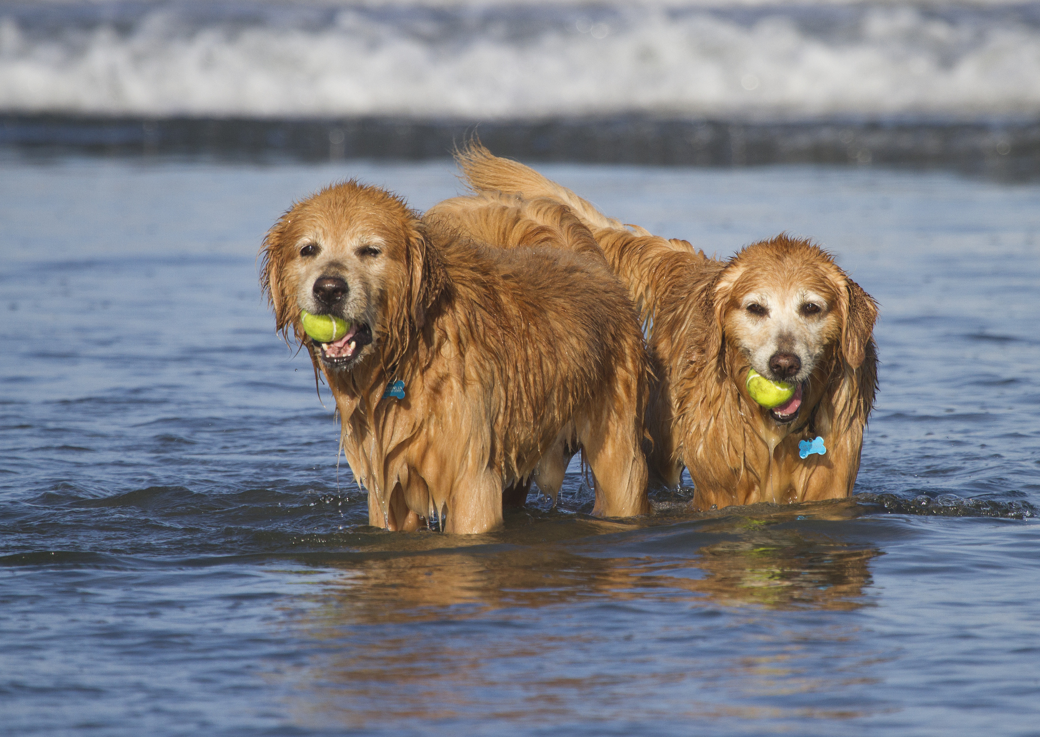 Собаки, сёрферы 2013, Surf Dog Surf-A-Thon, серфинг