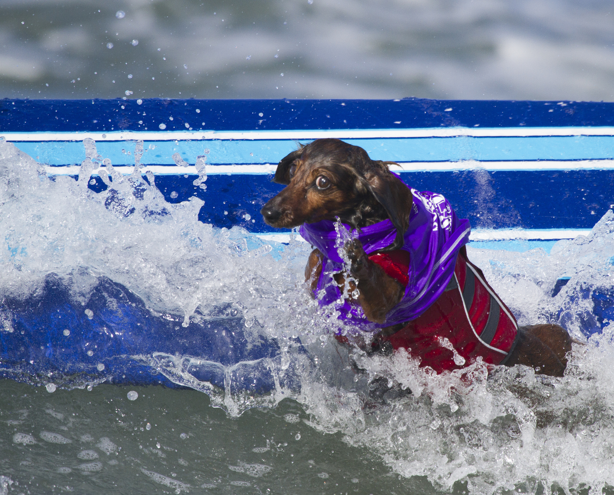 Собаки, сёрферы 2013, Surf Dog Surf-A-Thon, серфинг