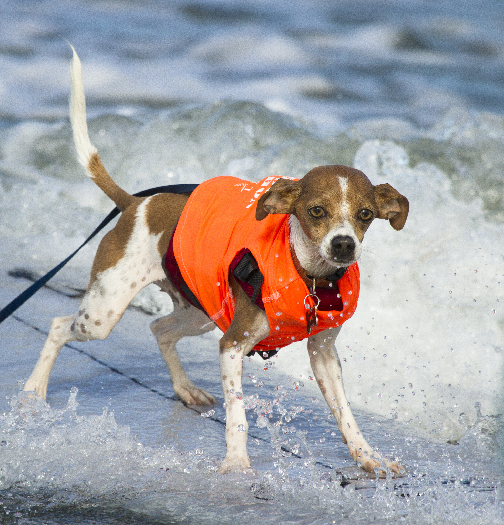 Собаки, сёрферы 2013, Surf Dog Surf-A-Thon, серфинг