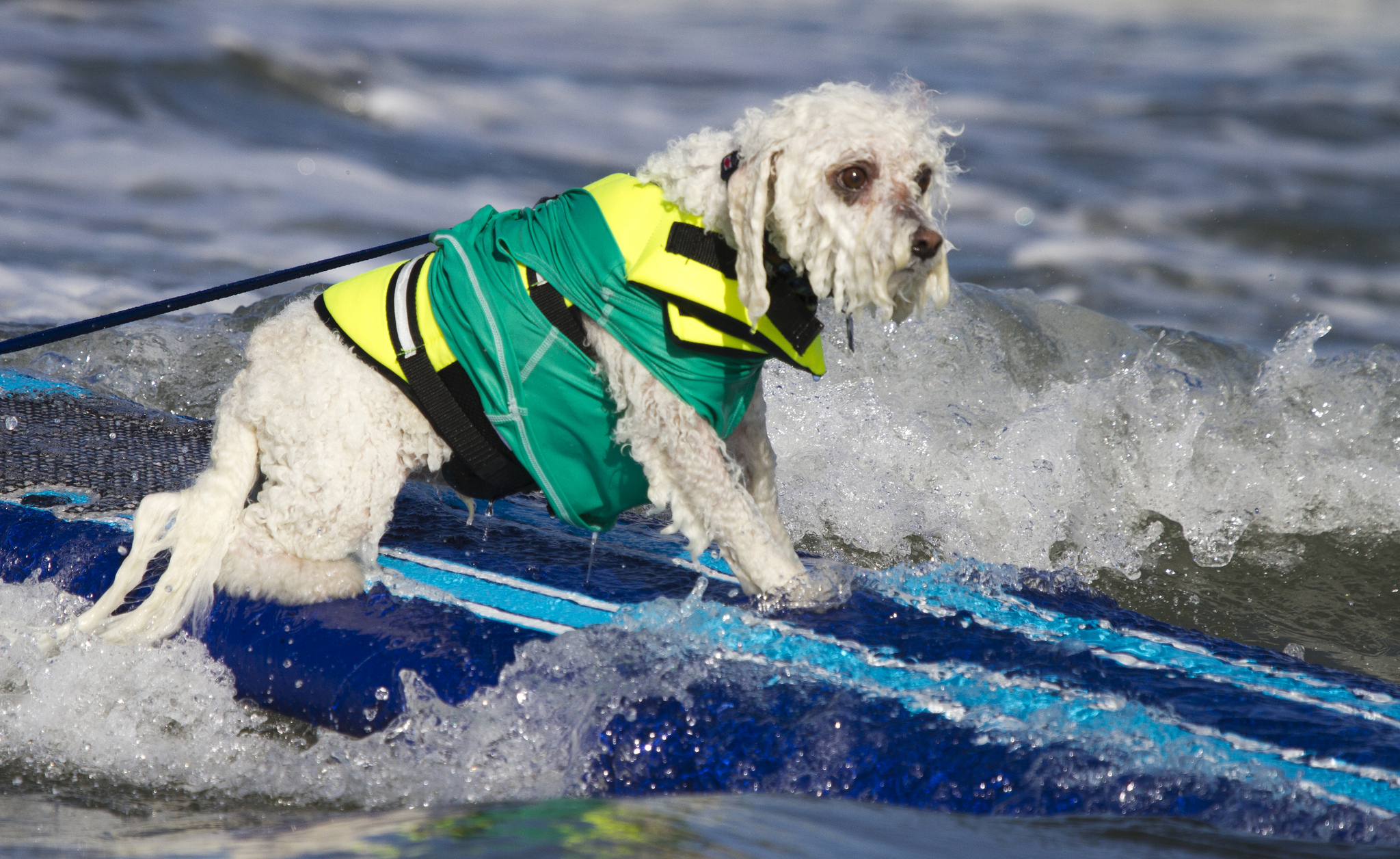 Собаки, сёрферы 2013, Surf Dog Surf-A-Thon, серфинг