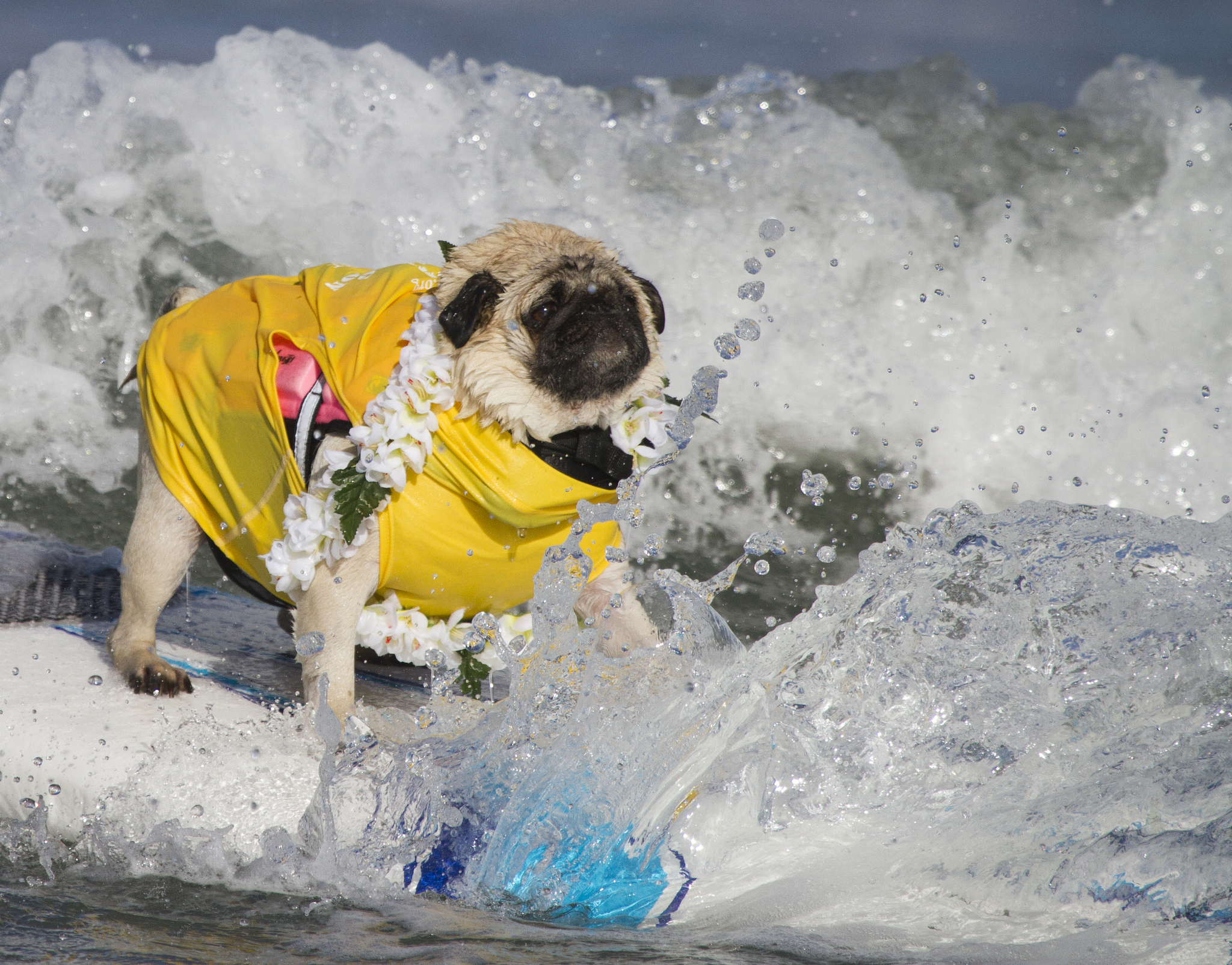 Собаки, сёрферы 2013, Surf Dog Surf-A-Thon, серфинг