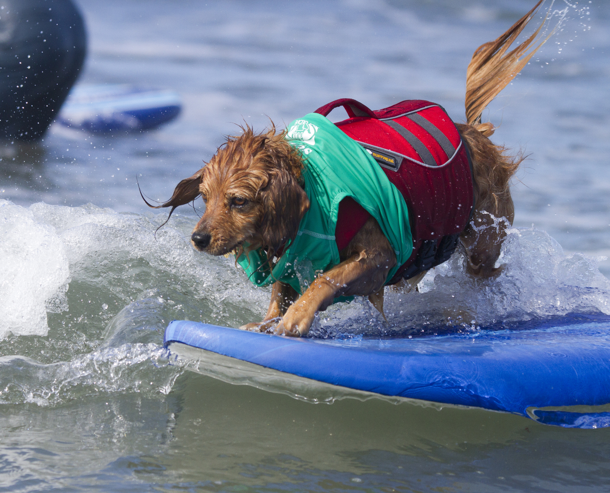 Собаки, сёрферы 2013, Surf Dog Surf-A-Thon, серфинг