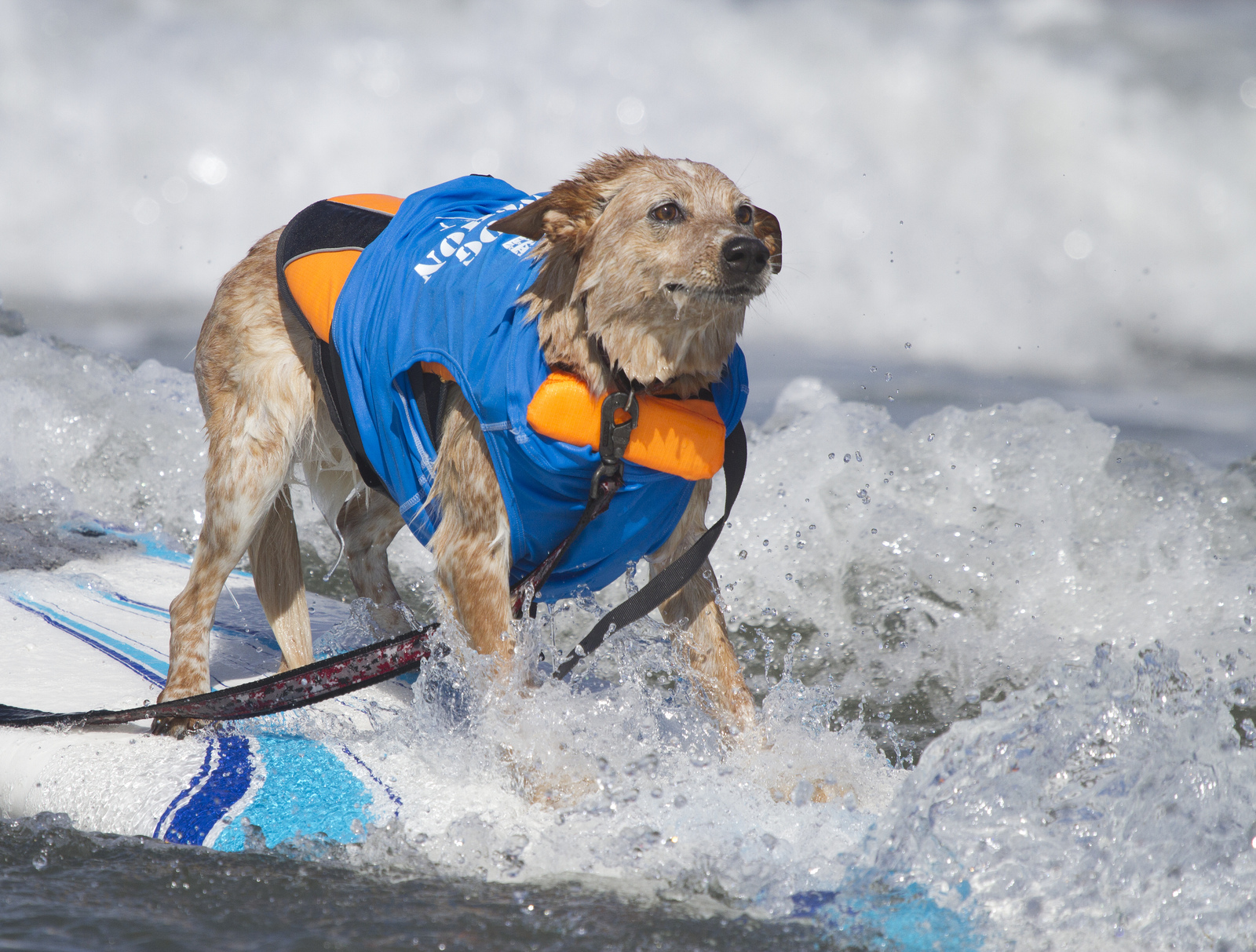 Собаки, сёрферы 2013, Surf Dog Surf-A-Thon, серфинг