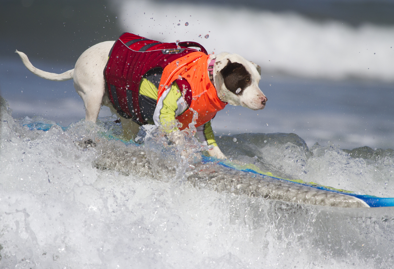 Собаки, сёрферы 2013, Surf Dog Surf-A-Thon, серфинг