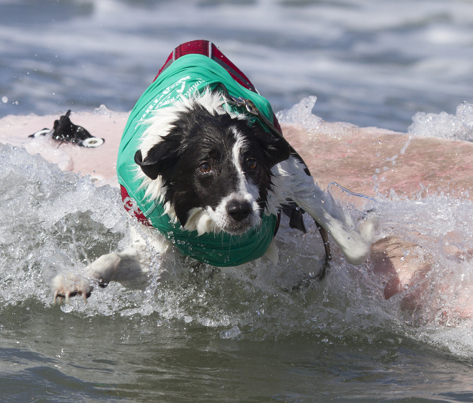 Собаки, сёрферы 2013, Surf Dog Surf-A-Thon, серфинг