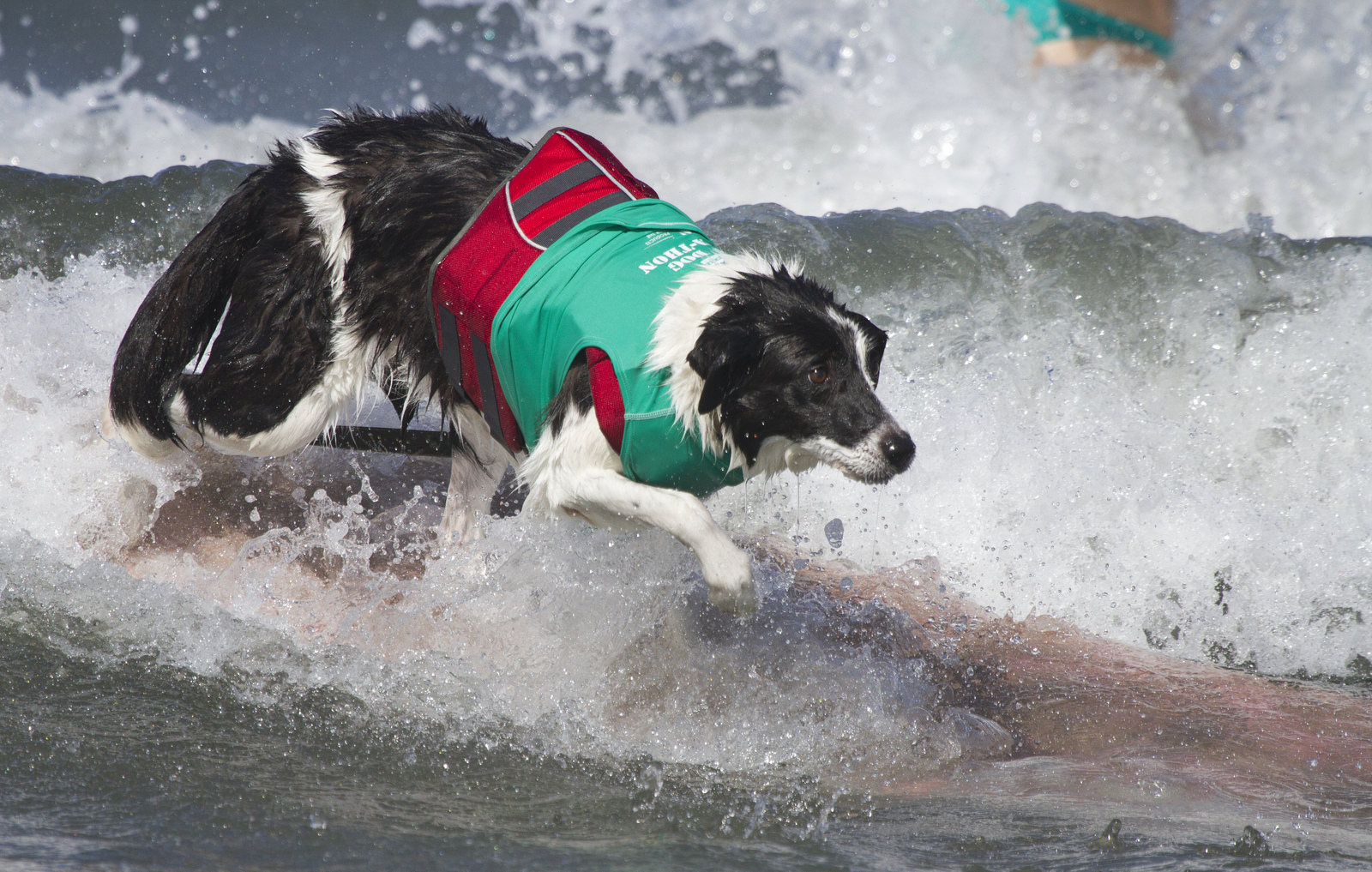 Собаки, сёрферы 2013, Surf Dog Surf-A-Thon, серфинг
