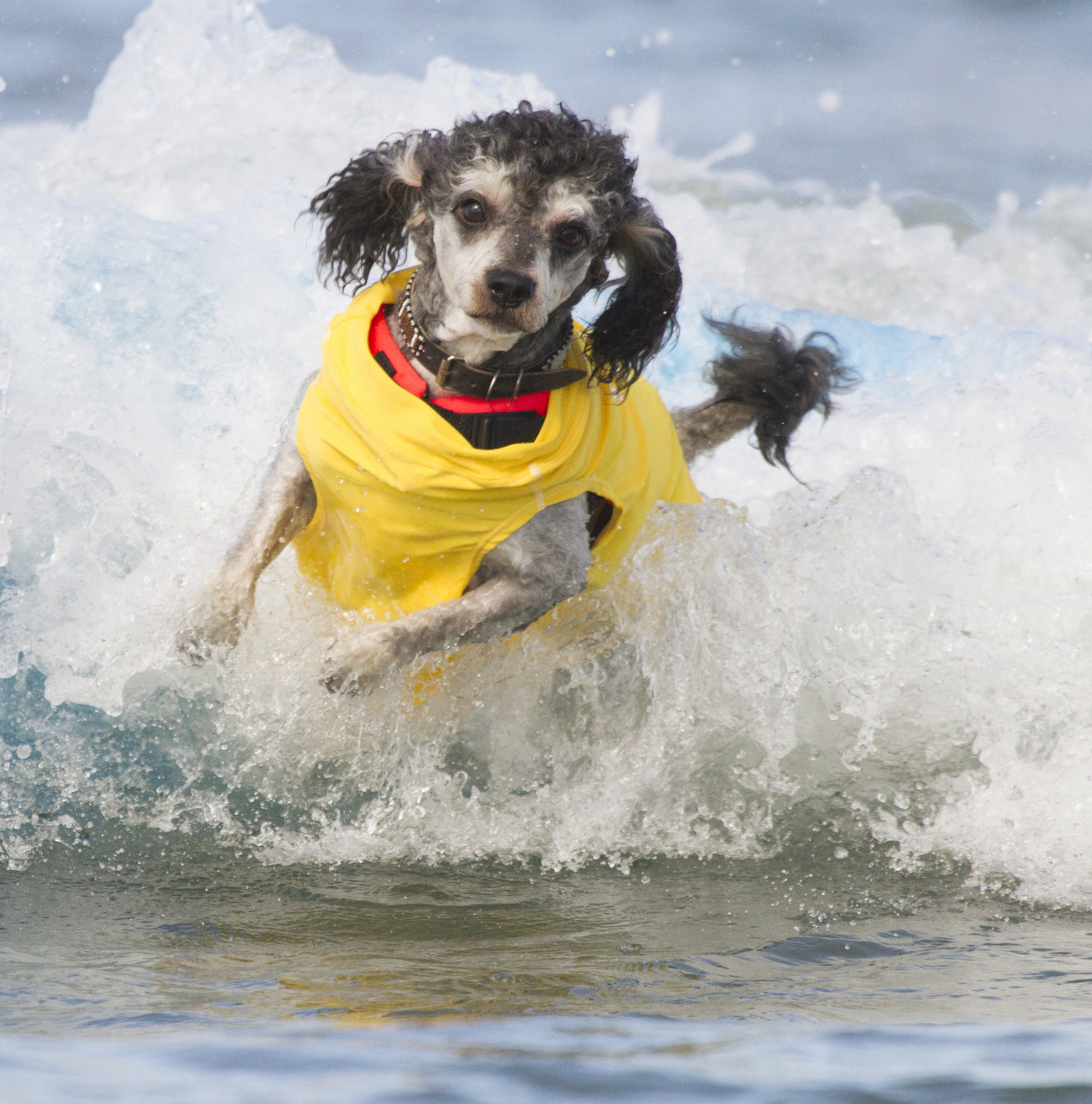 Собаки, сёрферы 2013, Surf Dog Surf-A-Thon, серфинг