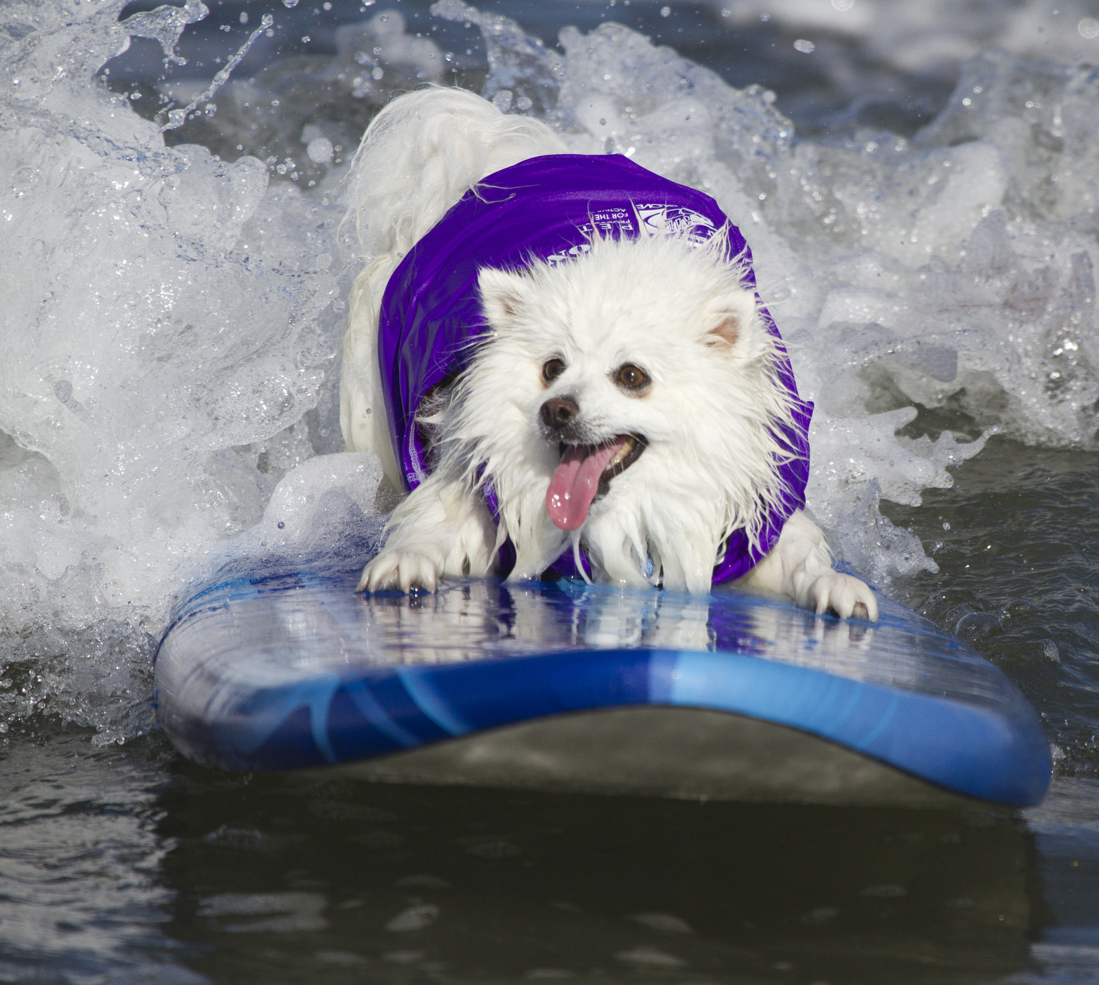 Собаки, сёрферы 2013, Surf Dog Surf-A-Thon, серфинг