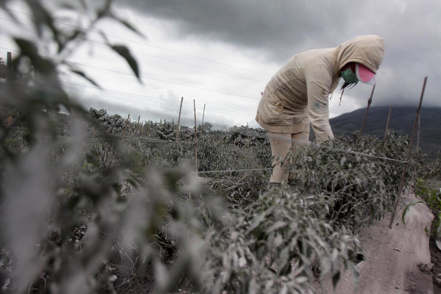 Северная Суматра, засыпанная, извержение , вулкан,пепел, Синабунг, Sinabung