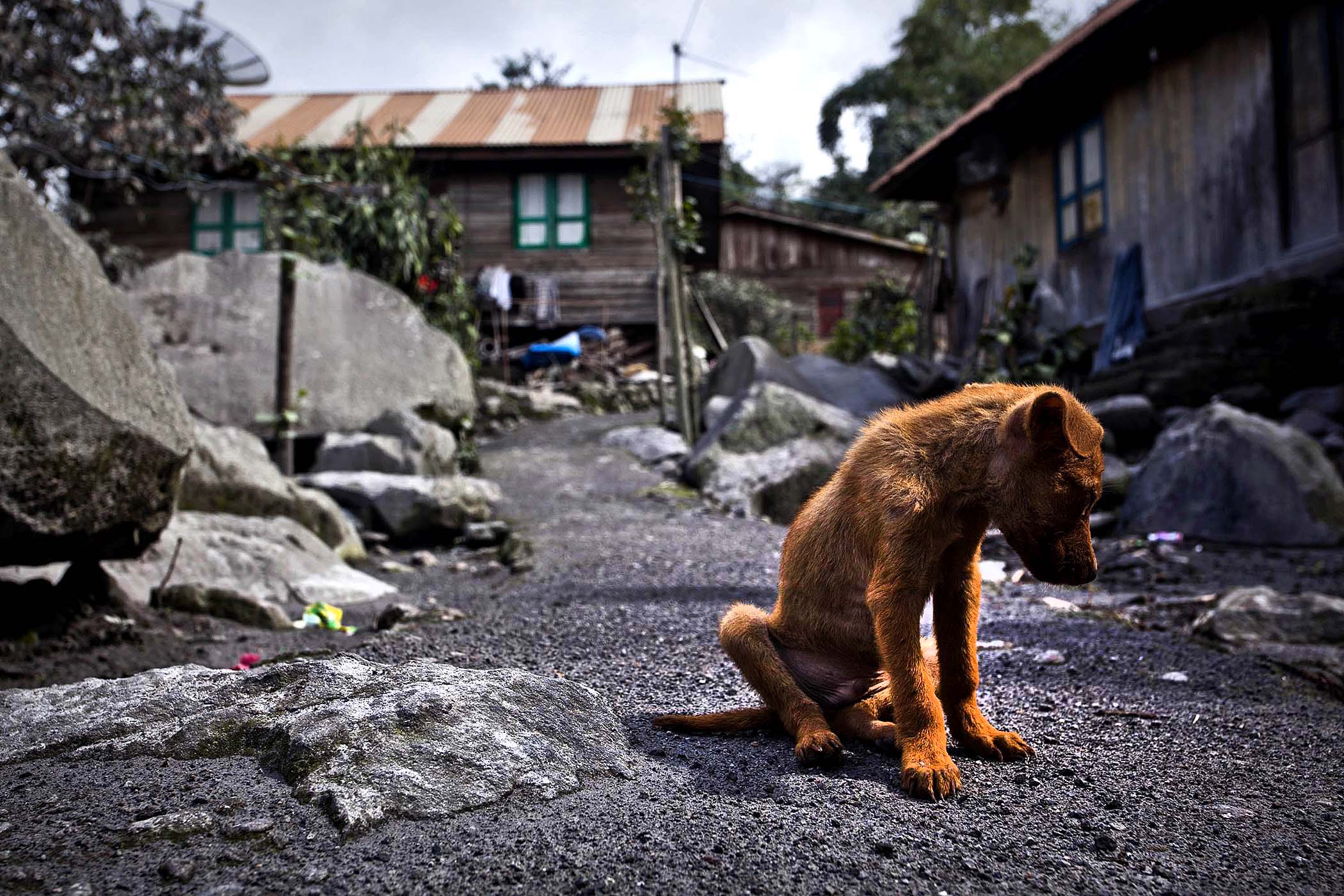 Северная Суматра, засыпанная, извержение , вулкан,пепел, Синабунг, Sinabung
