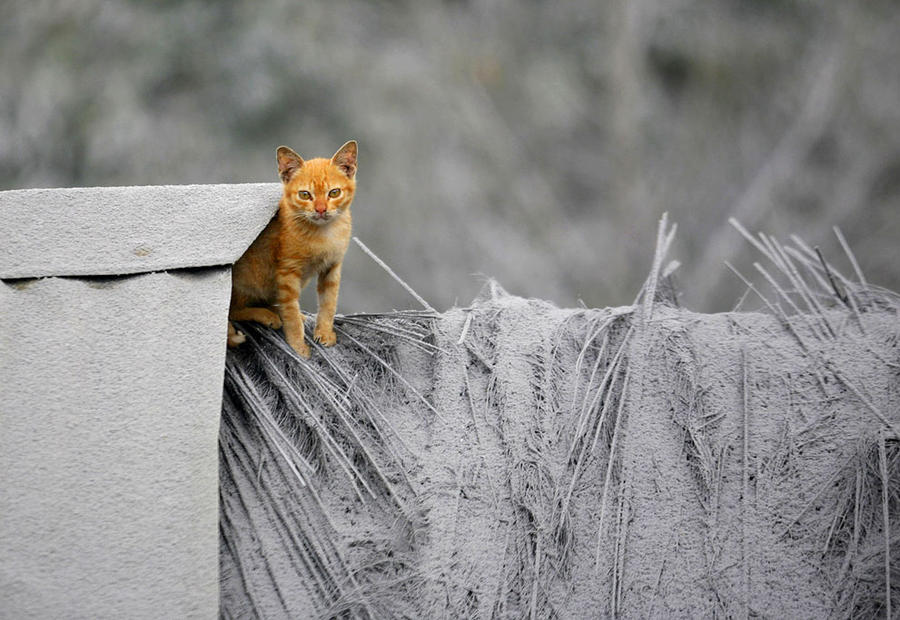 Северная Суматра, засыпанная, извержение , вулкан,пепел, Синабунг, Sinabung