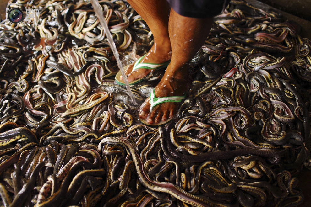  неоднозначные, странные снимки,  2013 