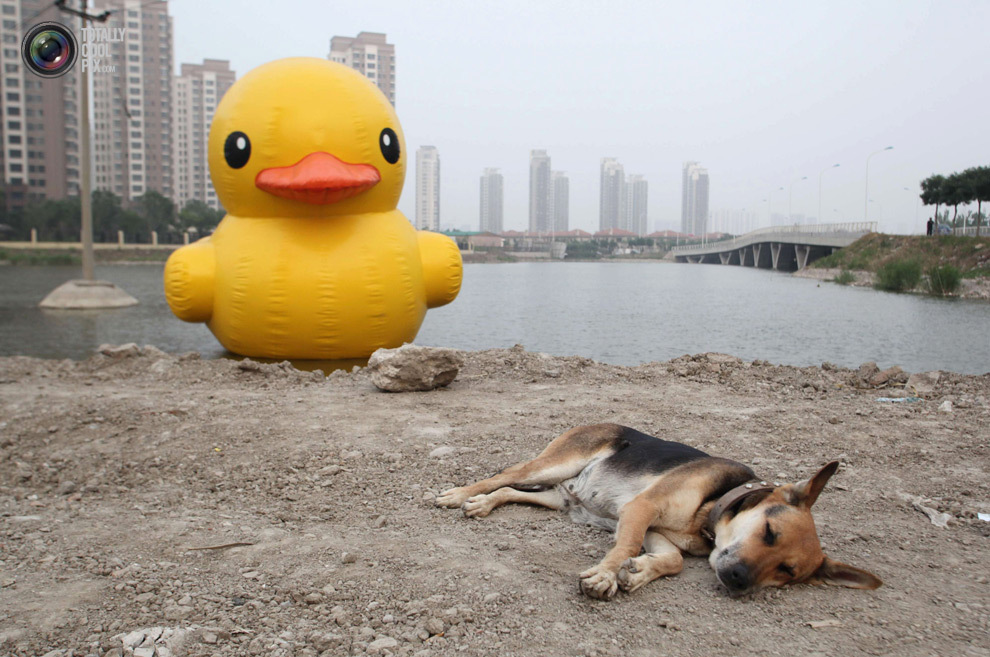  неоднозначные, странные снимки,  2013 