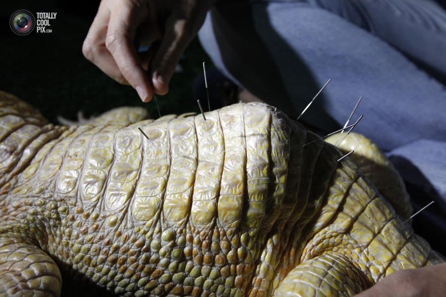  неоднозначные, странные снимки,  2013 