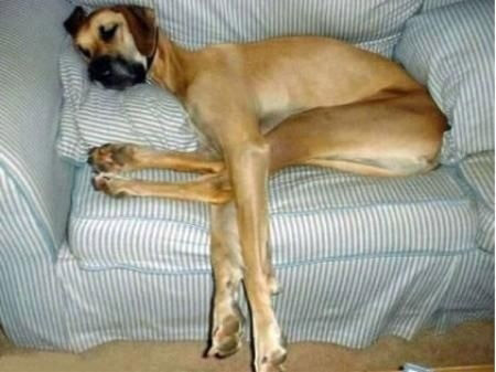 собаки большие огромные дома животные