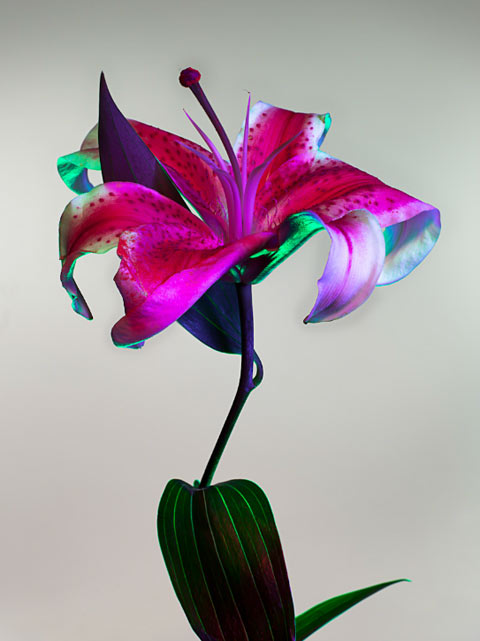 электрический цветок, Electric Blossom, Торкил Гуднасон