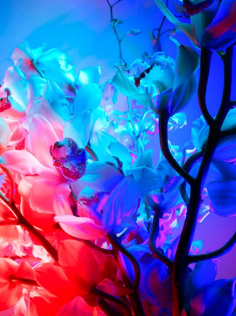 электрический цветок, Electric Blossom, Торкил Гуднасон