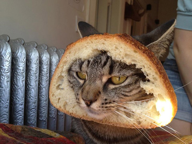 мой хозяин идиот, животные в костюмах, коты, собаки 